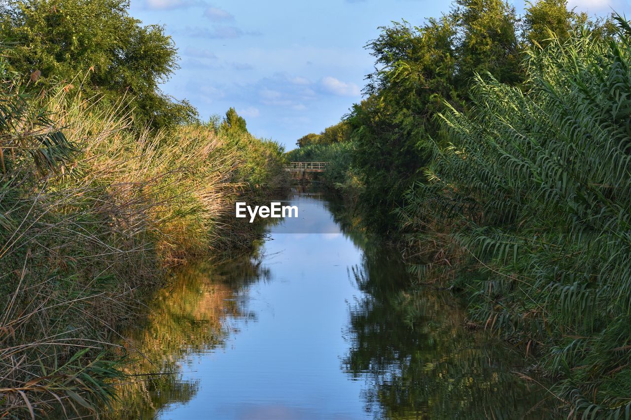 Scenic view of river amidst trees against sky