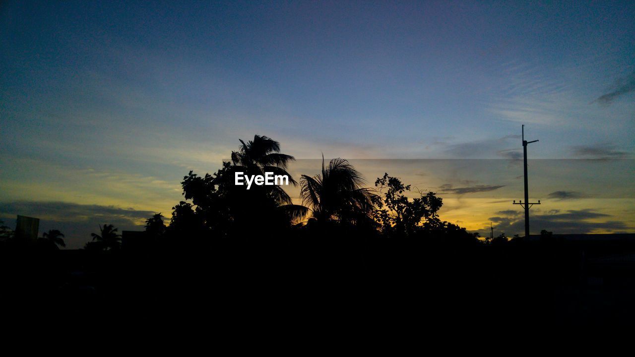 SILHOUETTE OF TREES AGAINST SKY