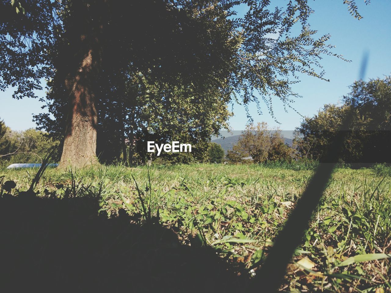 TREES ON GRASSY FIELD