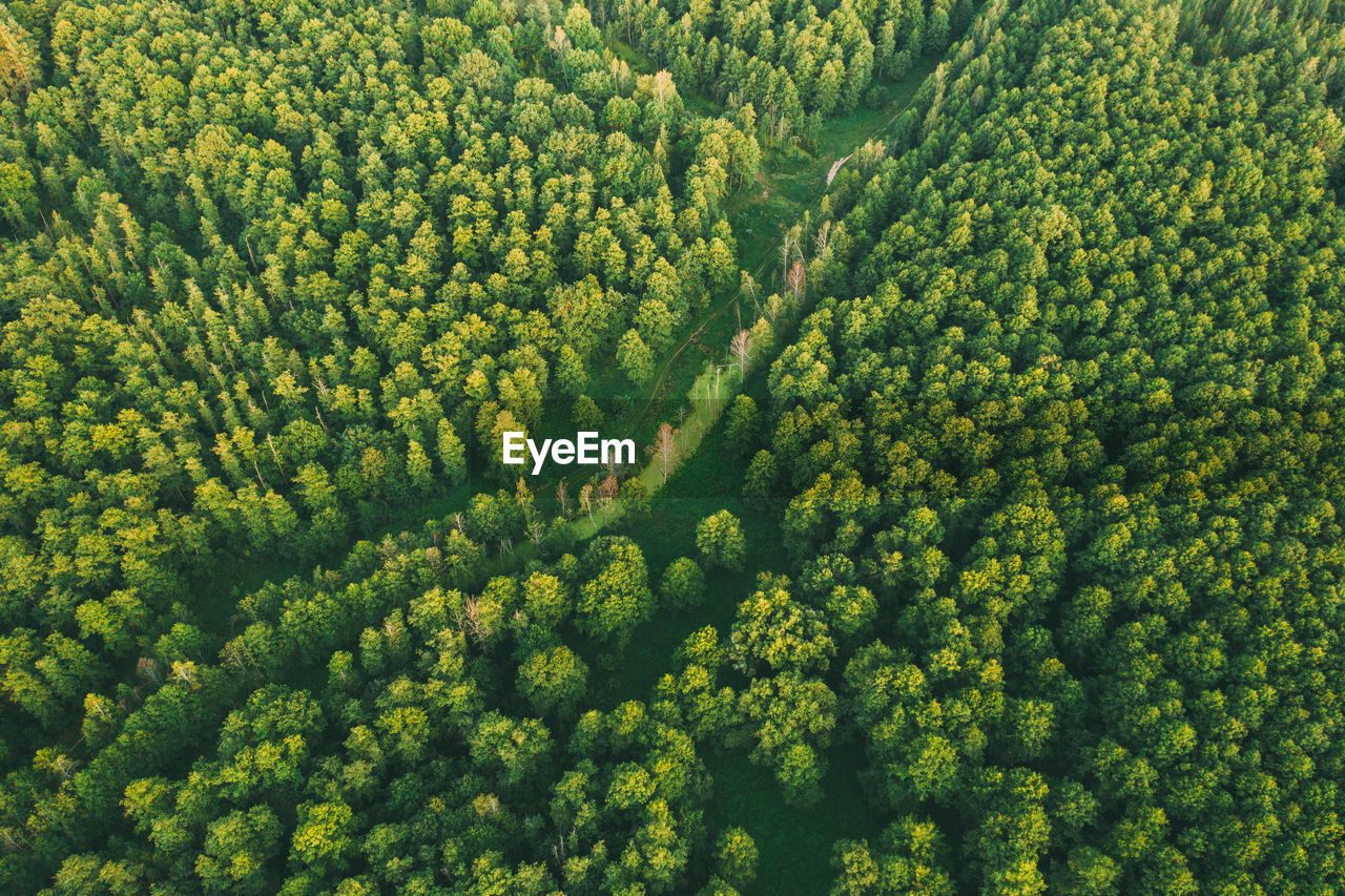 HIGH ANGLE VIEW OF TREES IN FOREST