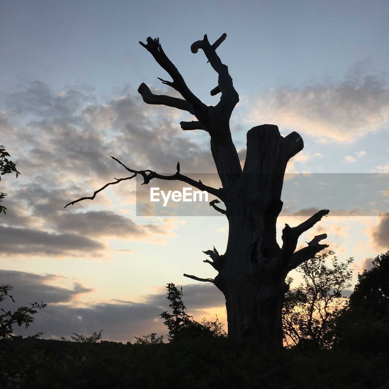 LOW ANGLE VIEW OF BARE TREES AGAINST SKY AT SUNSET
