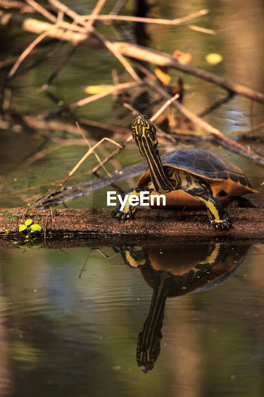 CLOSE-UP OF CATERPILLAR ON WATER