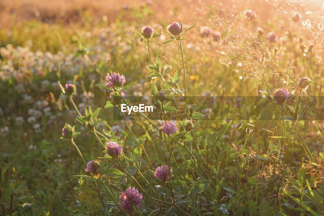 Close-up of plants on field