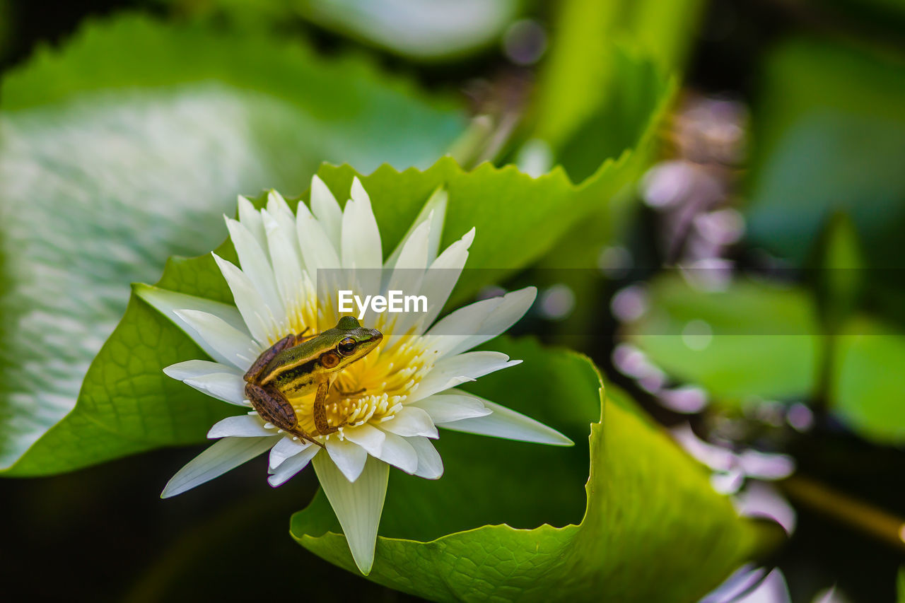 CLOSE-UP OF LOTUS WATER LILY IN GARDEN