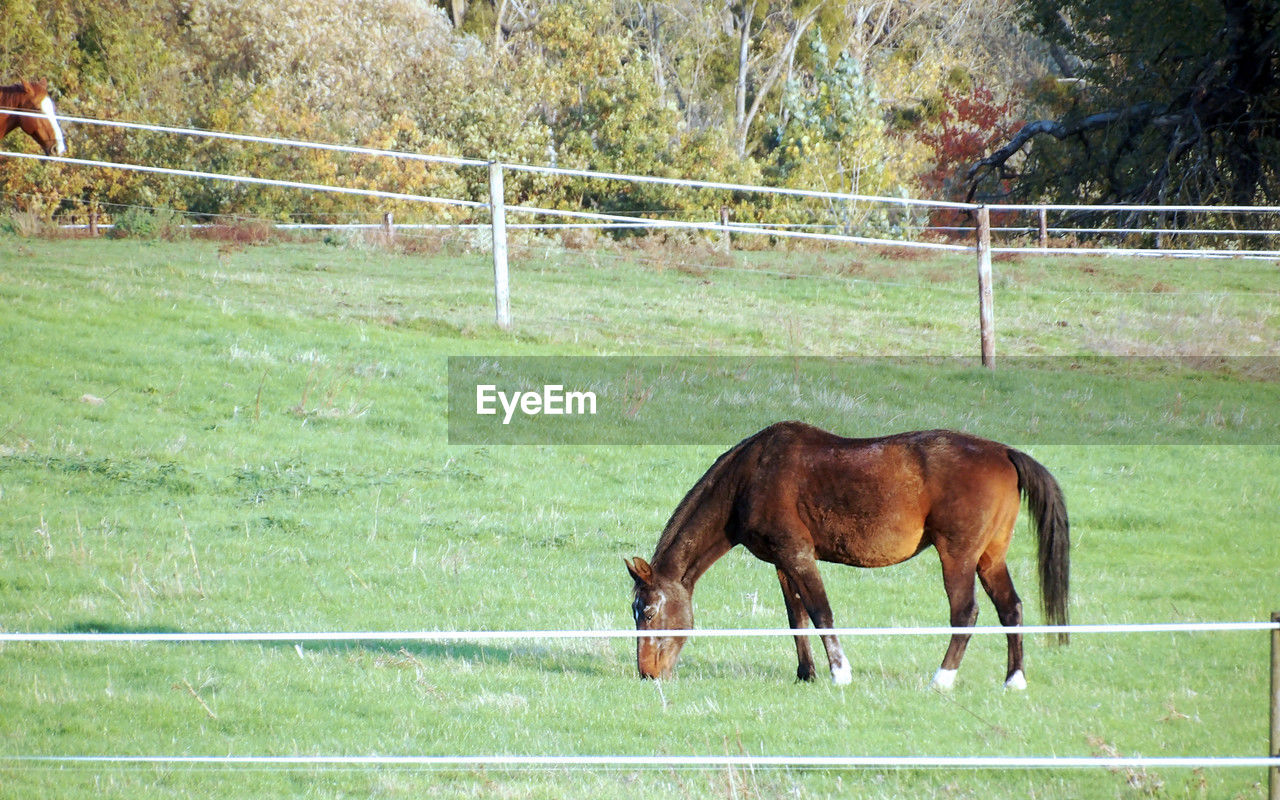 One horse who is grazing in a 16x10 photography