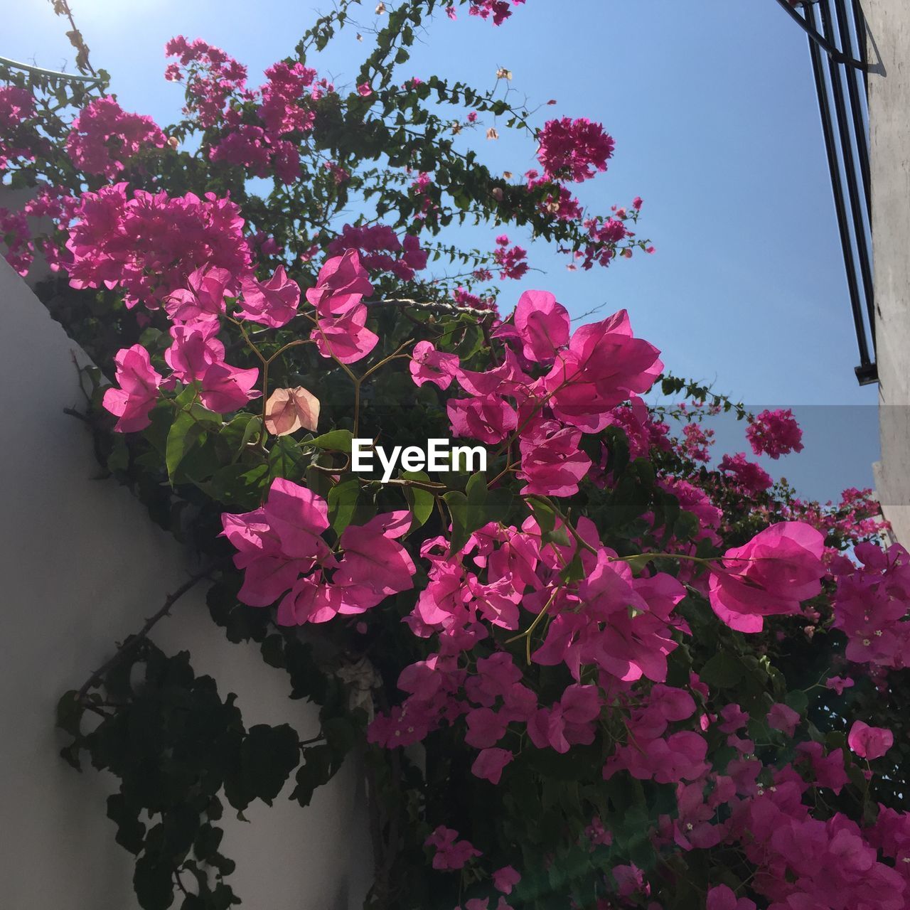 LOW ANGLE VIEW OF PINK FLOWERS BLOOMING ON TREE