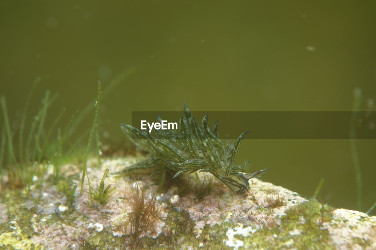 Solar powered underwater slug sacoglossa aplysiopsis