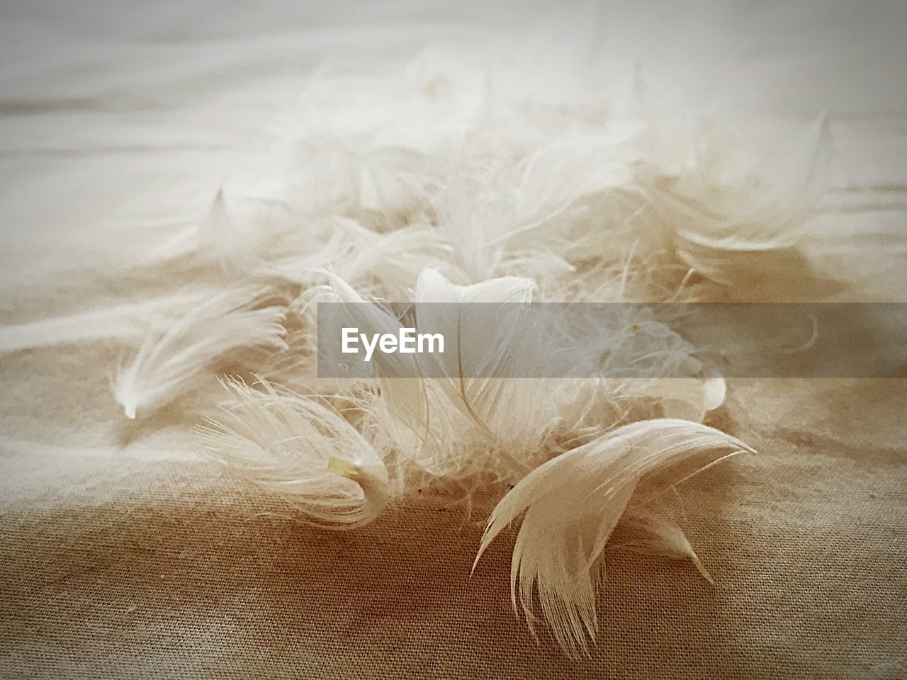 Close-up of feathers on bed