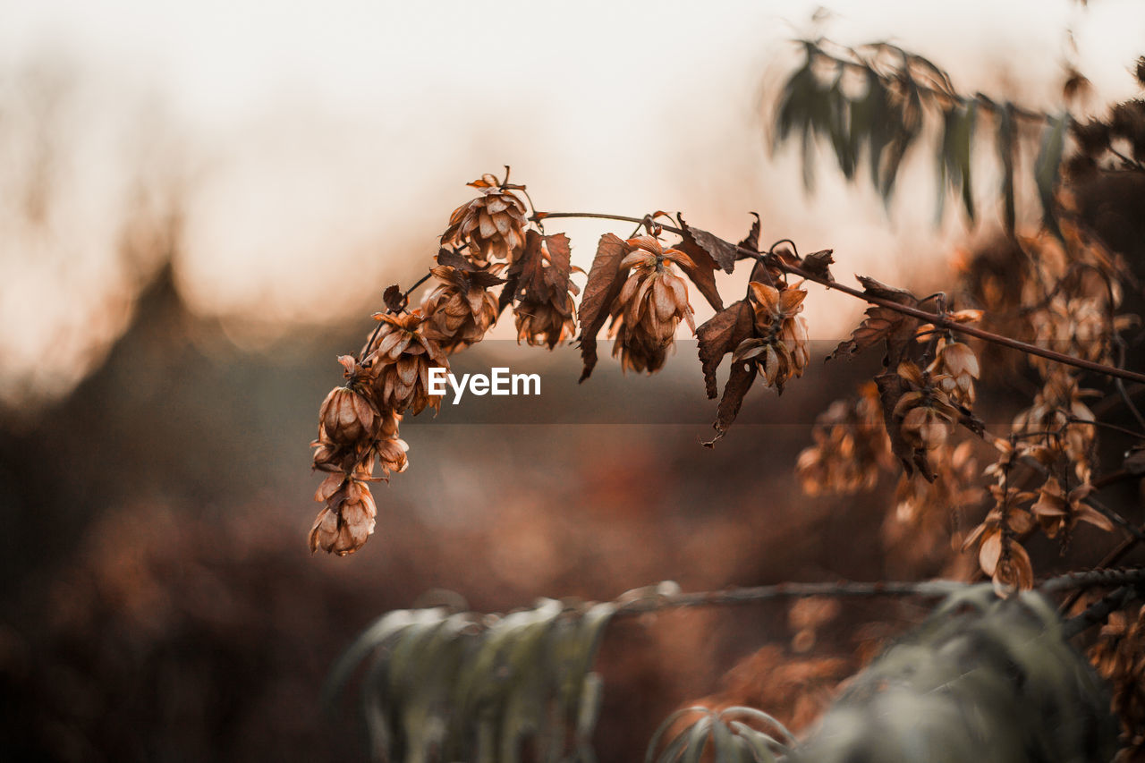 Close-up of dried plant