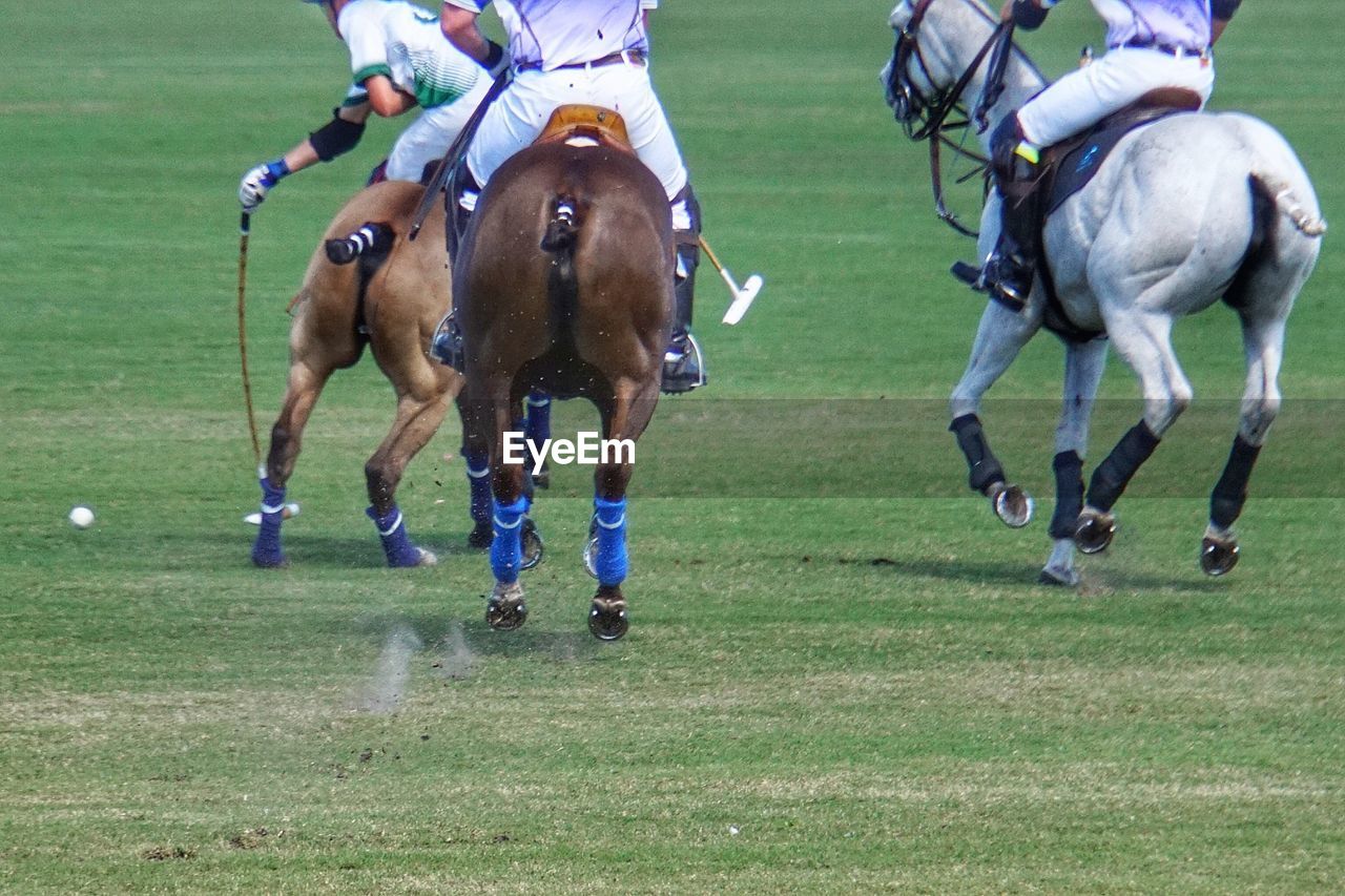 Polo match