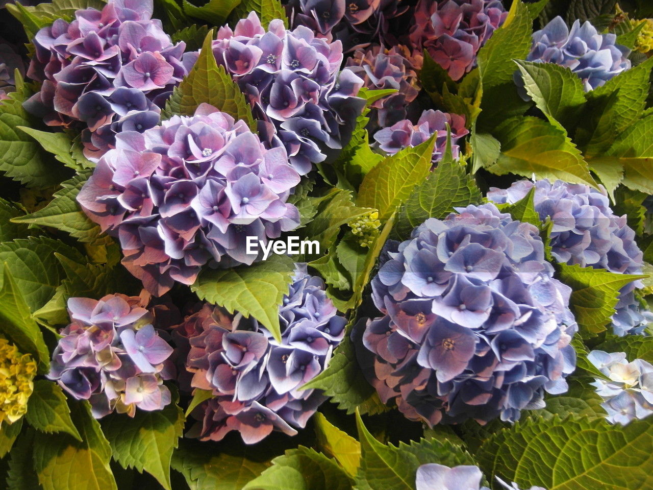 flower, plant, growth, beauty in nature, nature, leaf, plant part, no people, freshness, high angle view, flowering plant, hydrangea, close-up, day, purple, outdoors, fragility, vegetable, full frame, flower head, petal