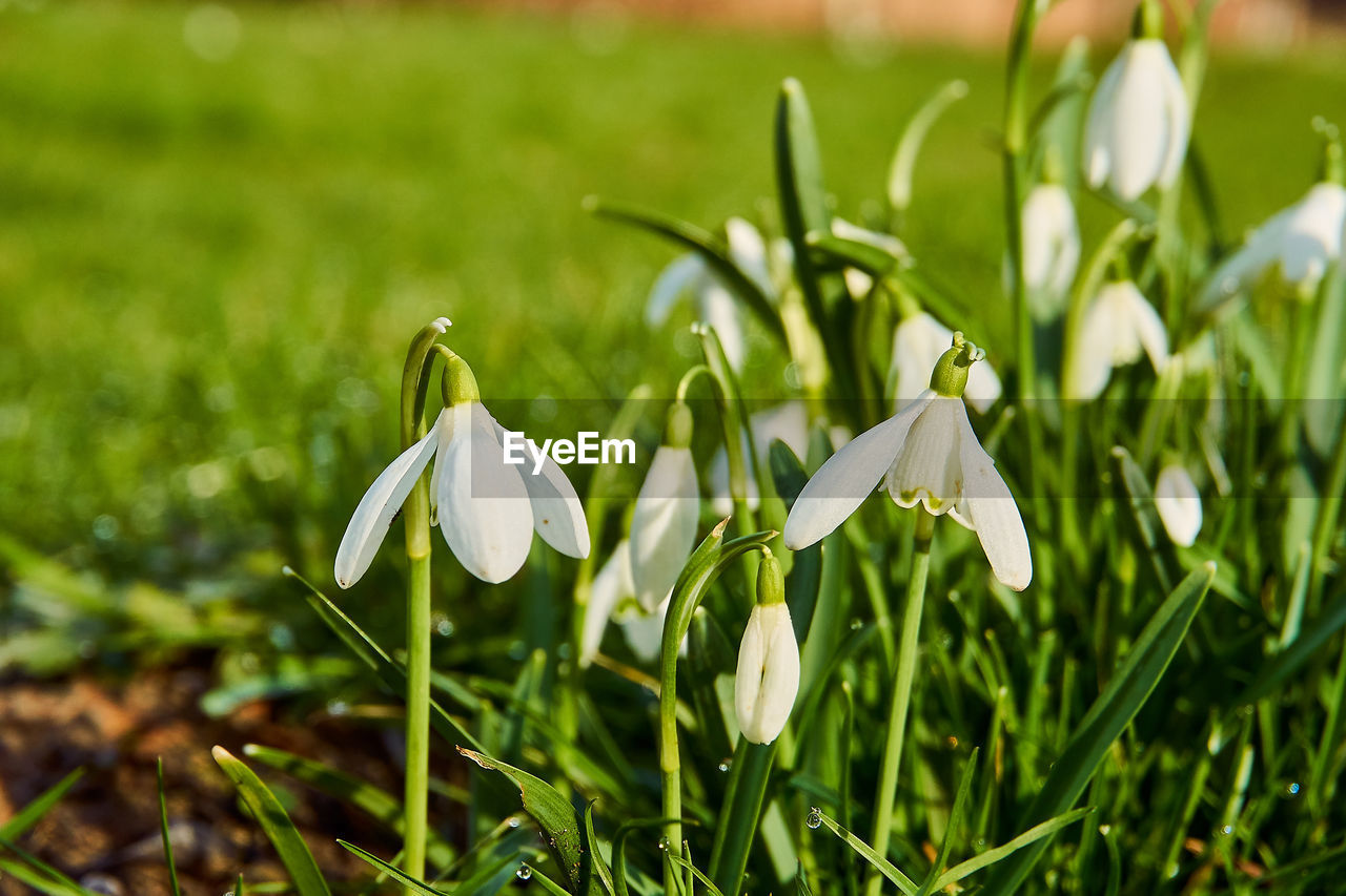 CLOSE-UP OF WHITE FLOWERING PLANTS ON FIELD