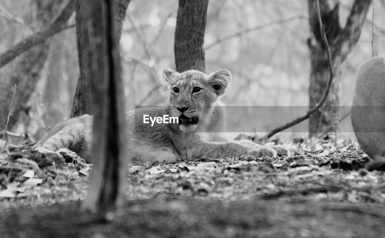 Lion cub relaxing on field in forest