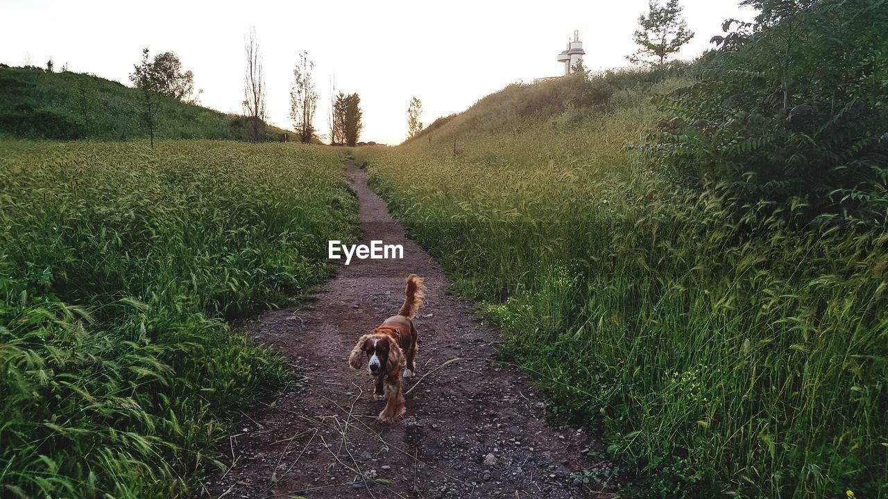 VIEW OF DOG ON DIRT ROAD