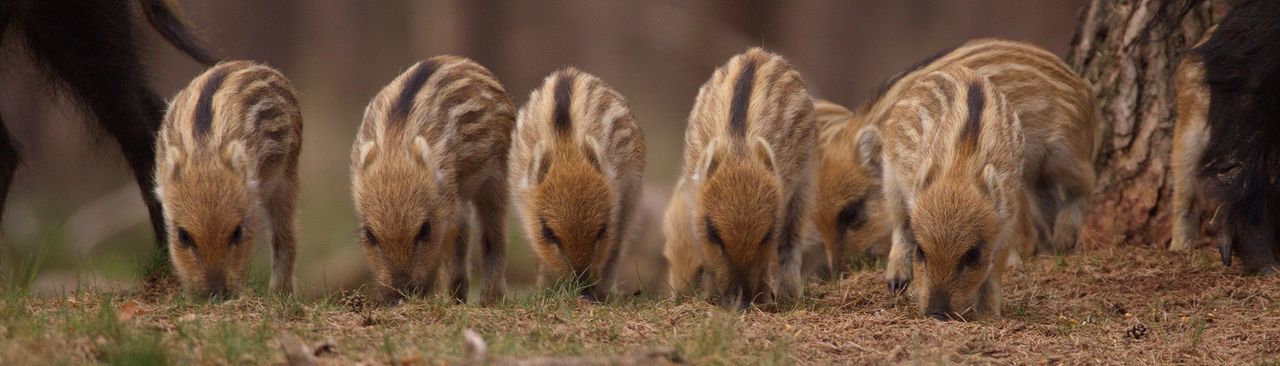 Panoramic view of wild boar piglets on field