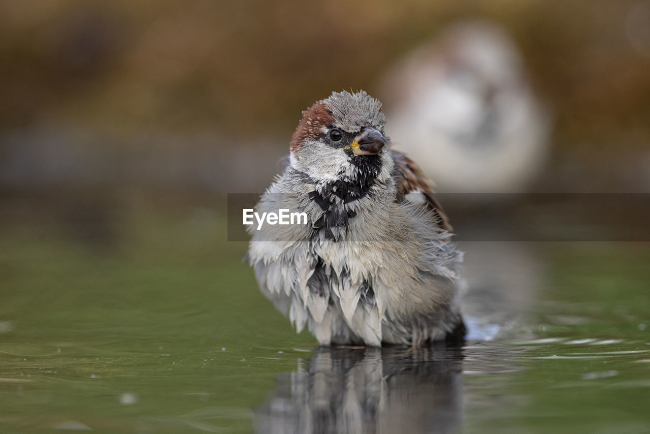 animal themes, animal, bird, animal wildlife, one animal, wildlife, nature, beak, water, sparrow, close-up, portrait, no people, selective focus, lake, house sparrow, full length, looking at camera, young animal, outdoors, surface level, day, focus on foreground, reflection, wet, animal body part