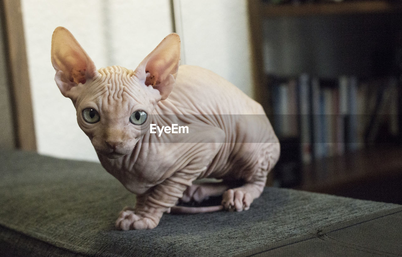 Portrait of sphynx hairless cat sitting on sofa at home