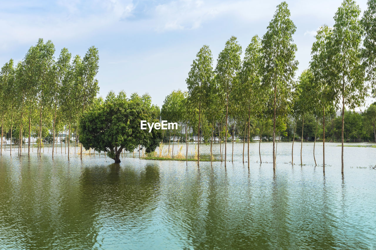 Scenic view of traditional flooded fields like a still lake on floating season in rural thailand. 