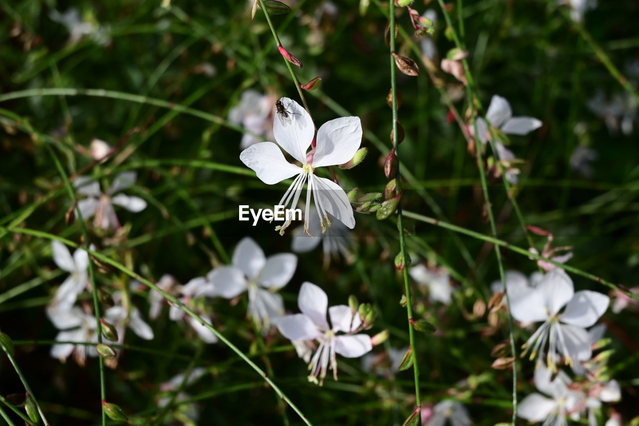 plant, flower, flowering plant, beauty in nature, white, freshness, nature, fragility, growth, blossom, petal, close-up, focus on foreground, flower head, tree, wildflower, no people, inflorescence, springtime, botany, day, outdoors, branch, macro photography, twig, pollen