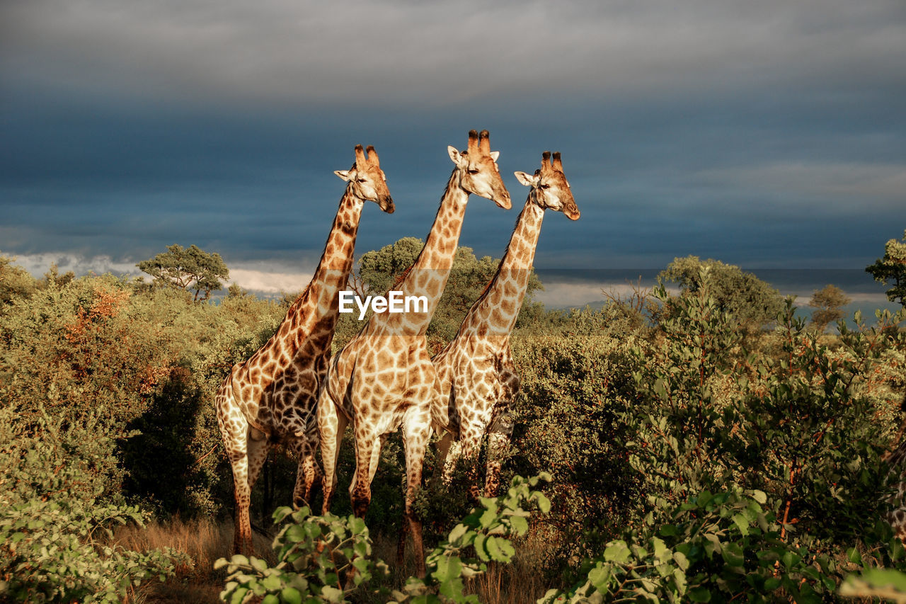 Giraffes amidst trees against cloudy sky