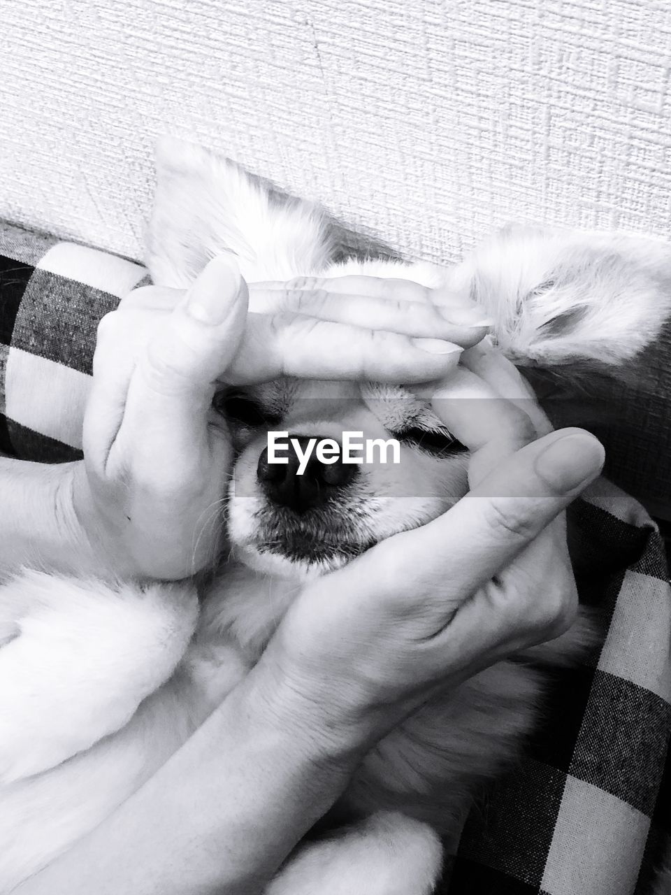 HIGH ANGLE VIEW OF DOG WITH HAND ON BED