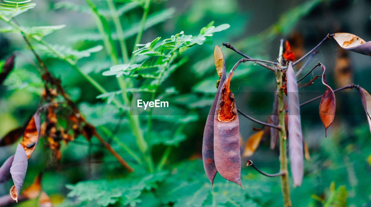 CLOSE-UP OF CATERPILLAR ON PLANT