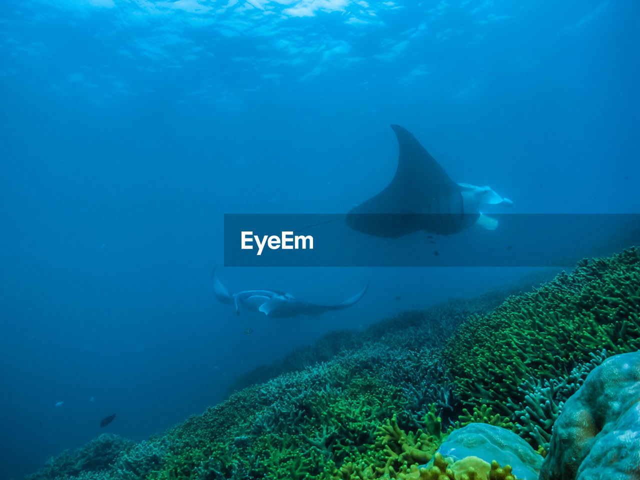 sea, underwater, animal wildlife, animal, animal themes, water, undersea, wildlife, swimming, sea life, fish, marine, rays and skates, nature, ocean, stingray, manta ray, reef, marine biology, one animal, sports, adventure, blue, coral, no people, beauty in nature, water sports, coral reef, outdoors