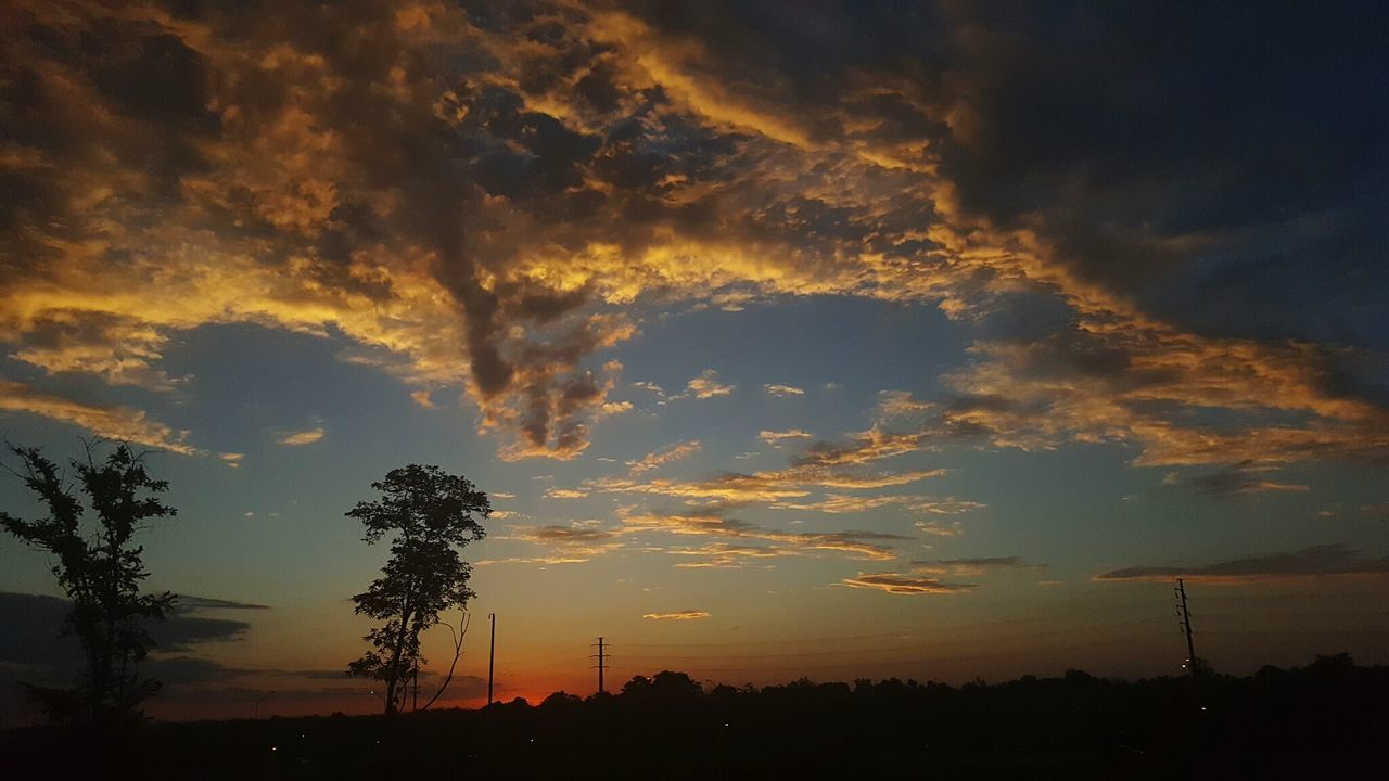 SILHOUETTE OF TREES AT SUNSET