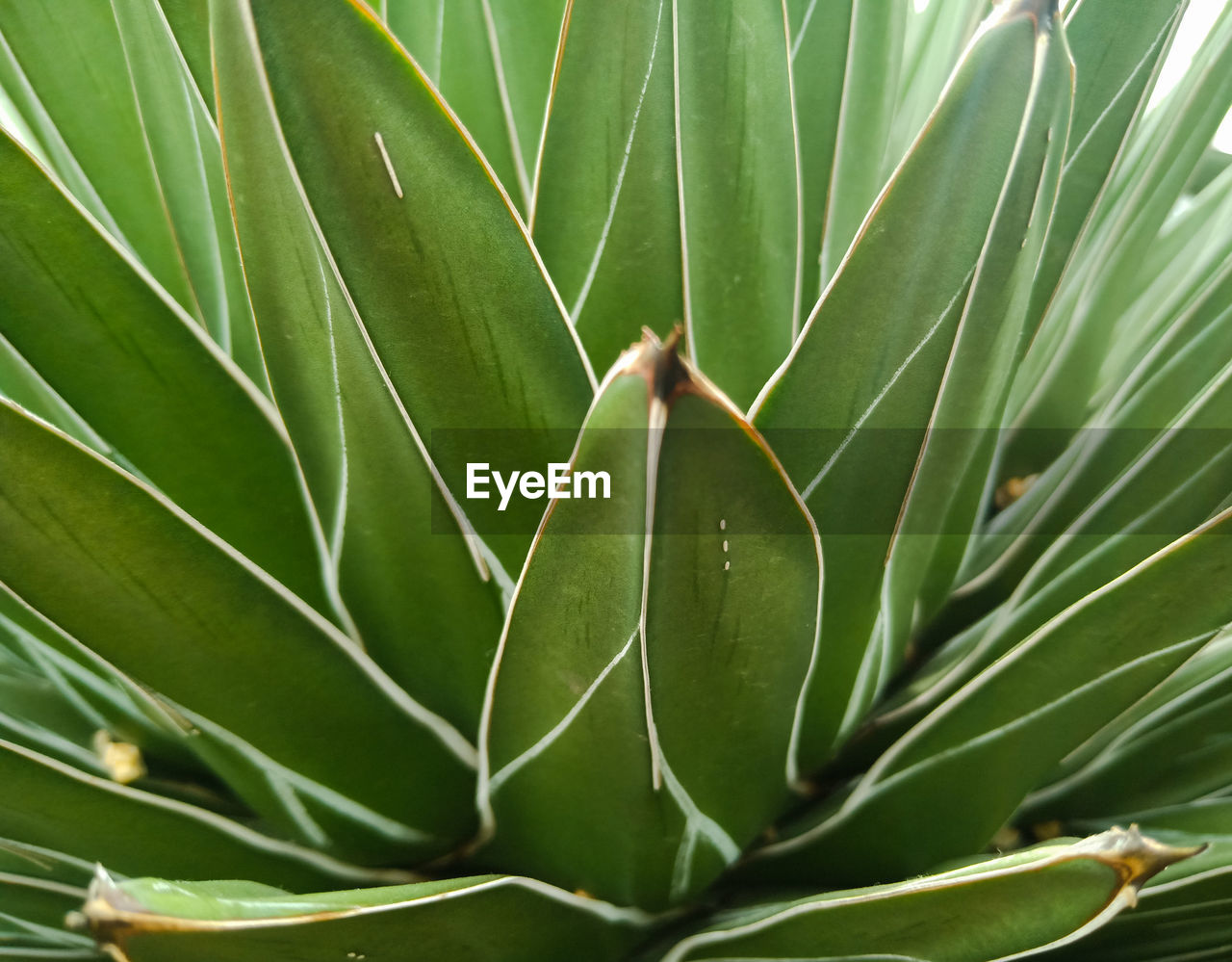 CLOSE-UP OF LEAF