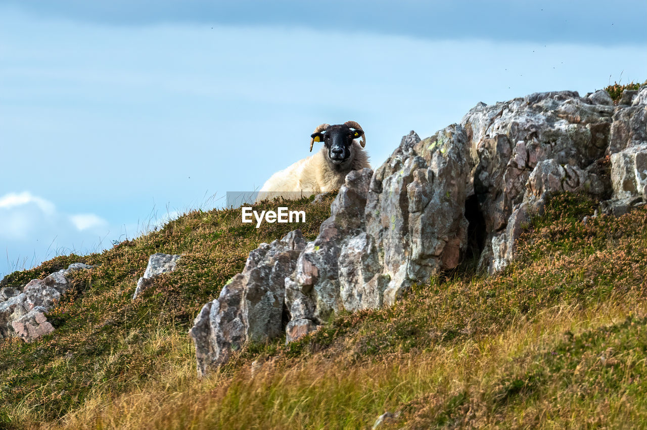 VIEW OF ANIMAL ON ROCK