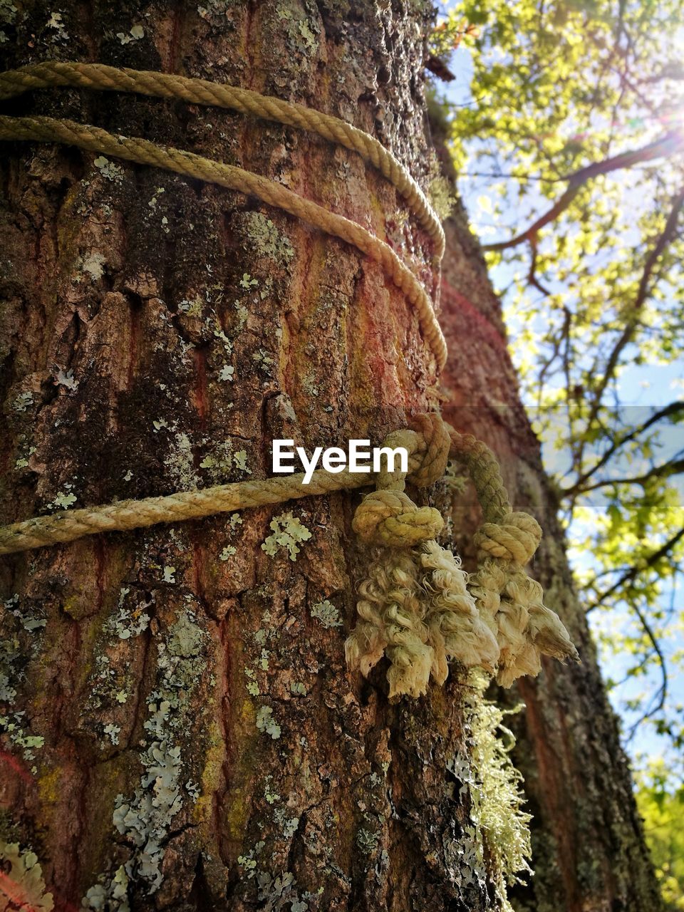 LOW ANGLE VIEW OF TREE