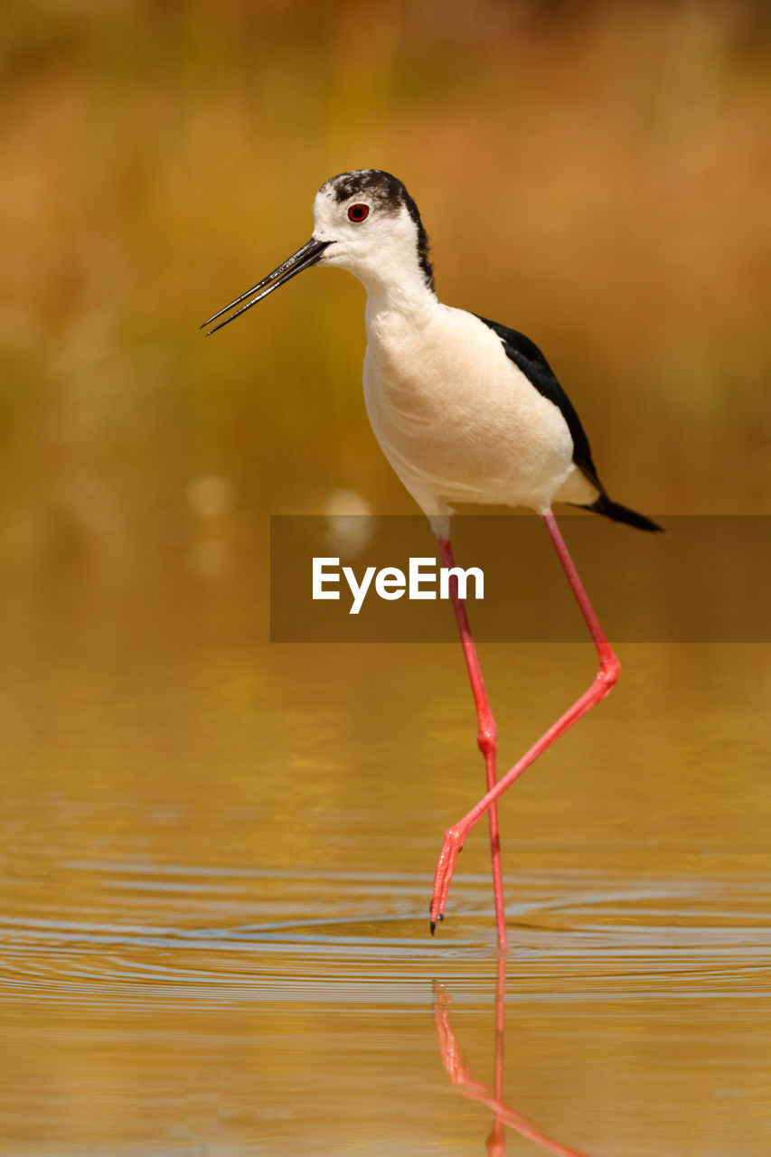 BIRD ON A LAKE