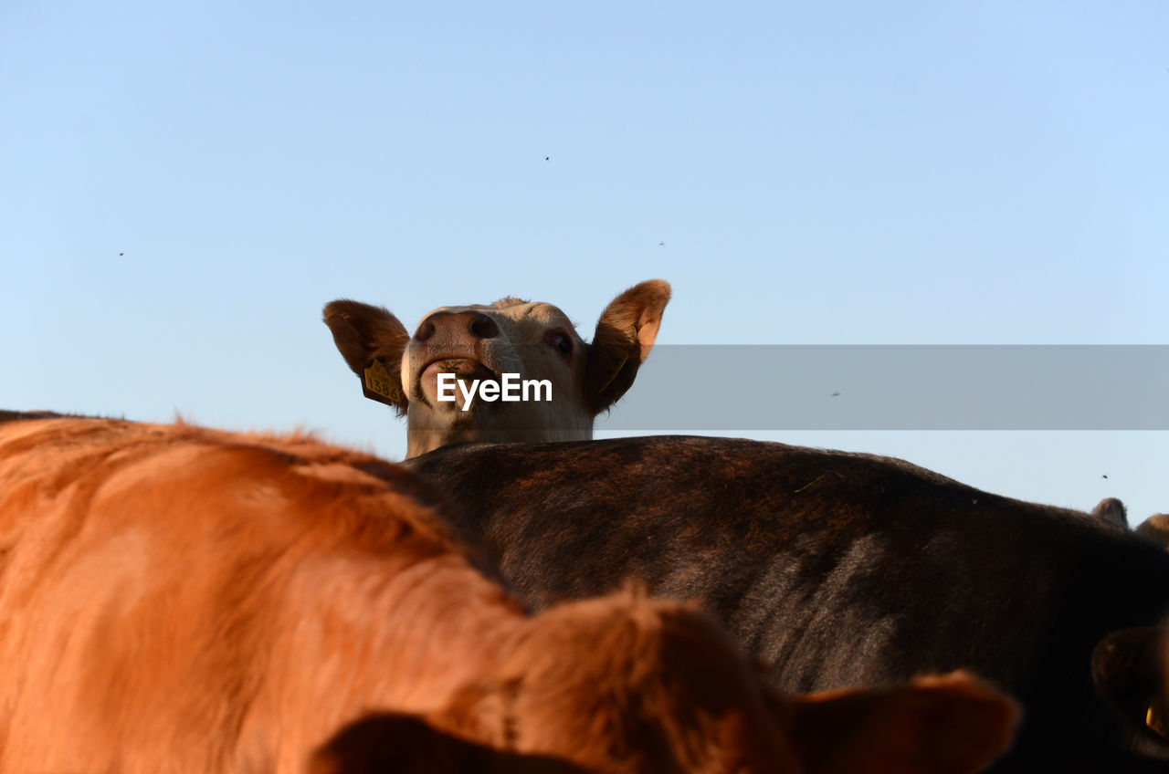 Low angle view of cows against sky