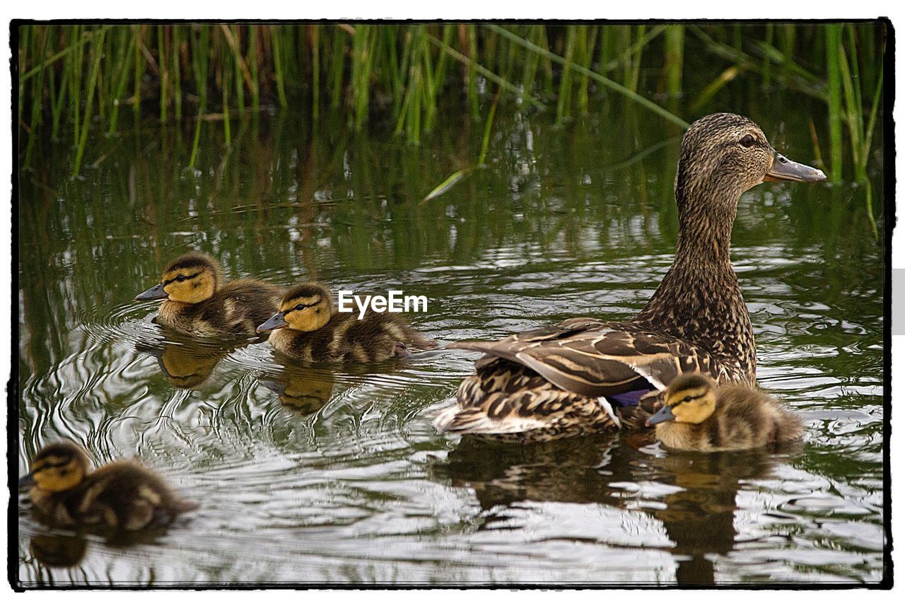 DUCKS IN LAKE