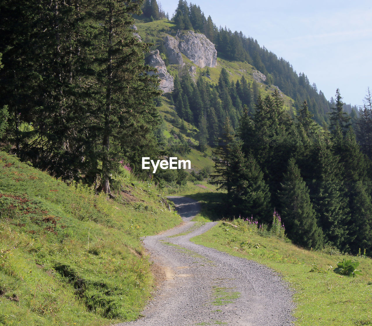 plant, tree, road, beauty in nature, nature, scenics - nature, mountain, land, ridge, landscape, mountain pass, environment, pine tree, pinaceae, coniferous tree, mountain range, forest, transportation, sky, green, no people, trail, pine woodland, tranquility, valley, non-urban scene, tranquil scene, growth, wilderness, meadow, day, travel, footpath, outdoors, the way forward, grass, travel destinations, plateau, dirt road, curve, idyllic, remote, woodland