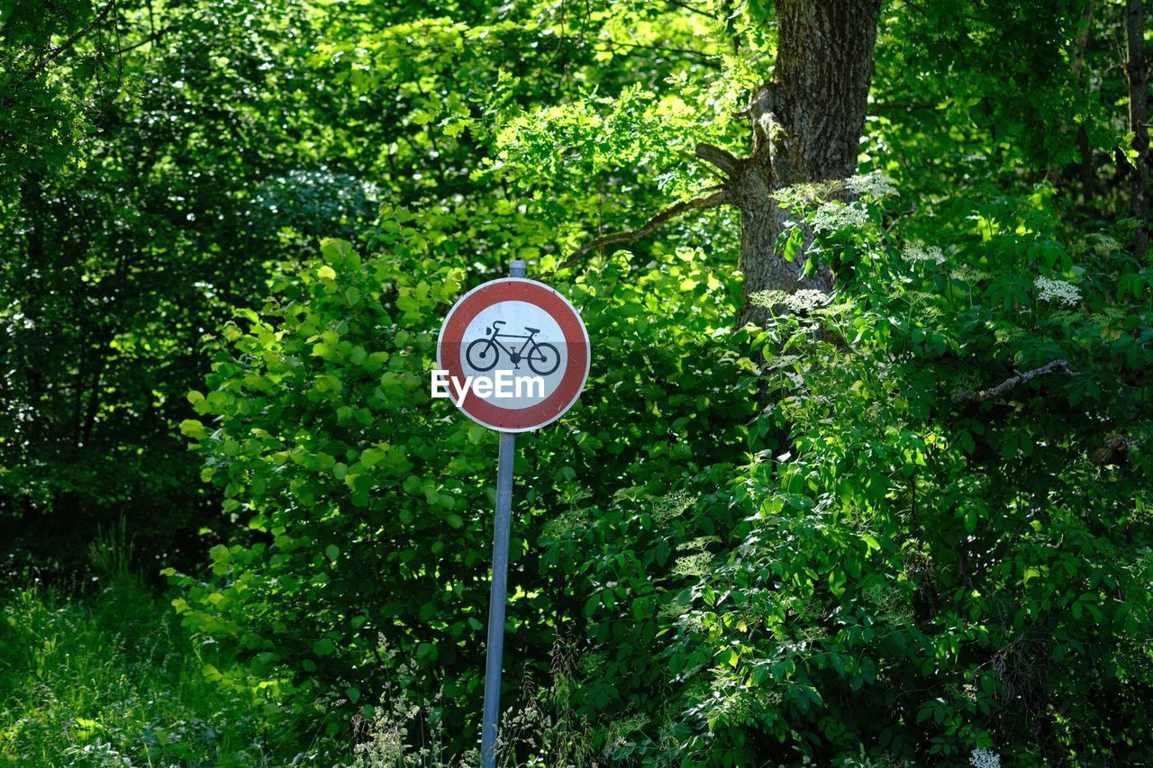 Information sign on road amidst trees in forest