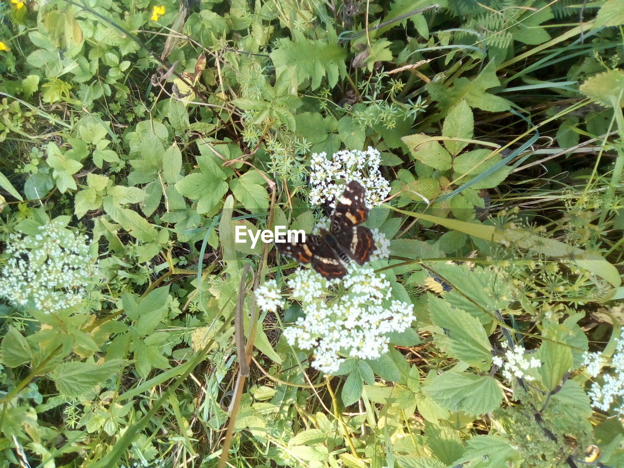 BUTTERFLY POLLINATING ON FLOWER