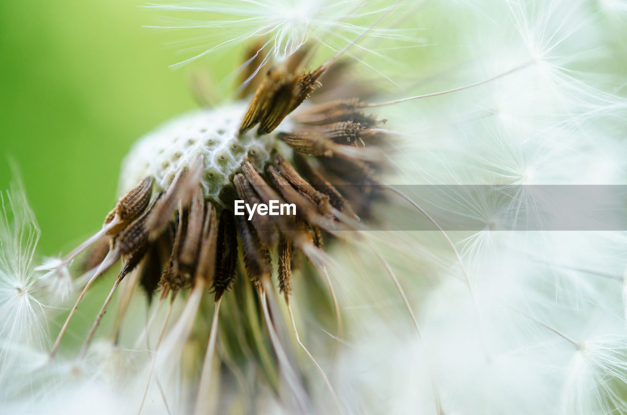 CLOSE-UP OF DANDELION AGAINST WHITE WALL