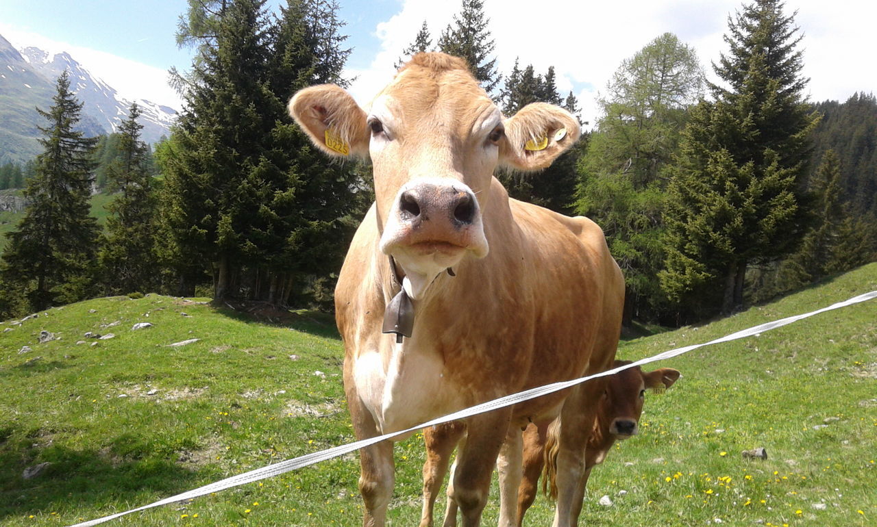 Cows on landscape against the trees