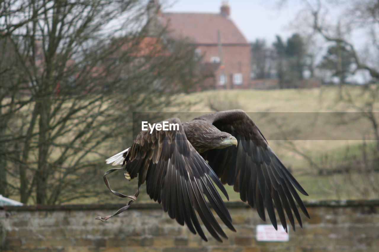 Close-up of eagle flying against trees