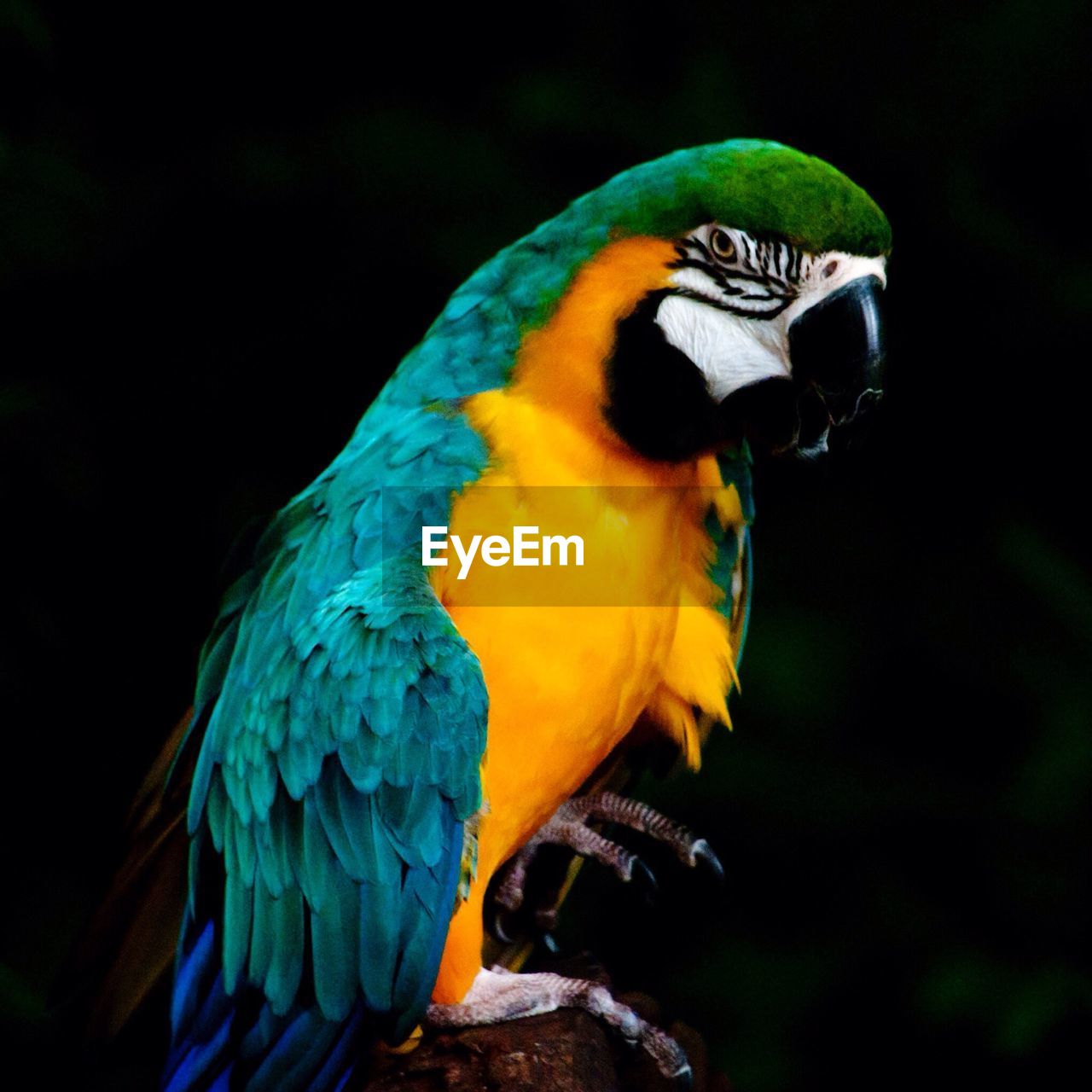 Close-up of gold and blue macaw