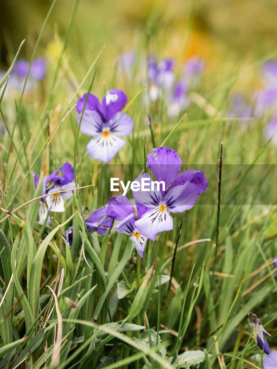 Close-up of purple crocus flowers on field