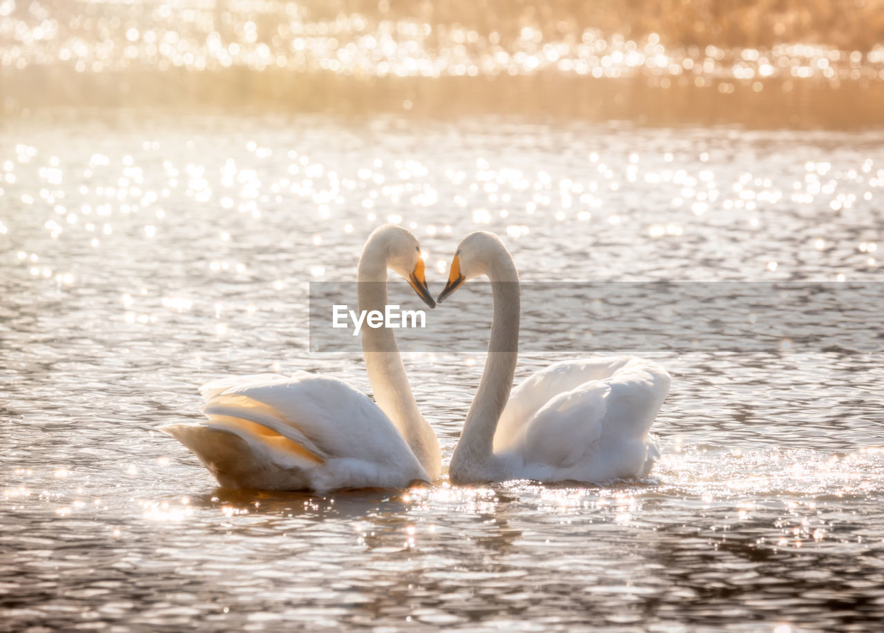Swans in a lake forming a heart