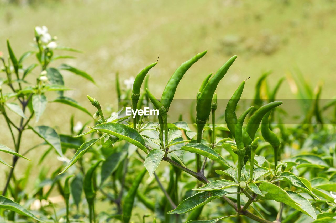 CLOSE-UP OF FRESH GREEN LEAVES