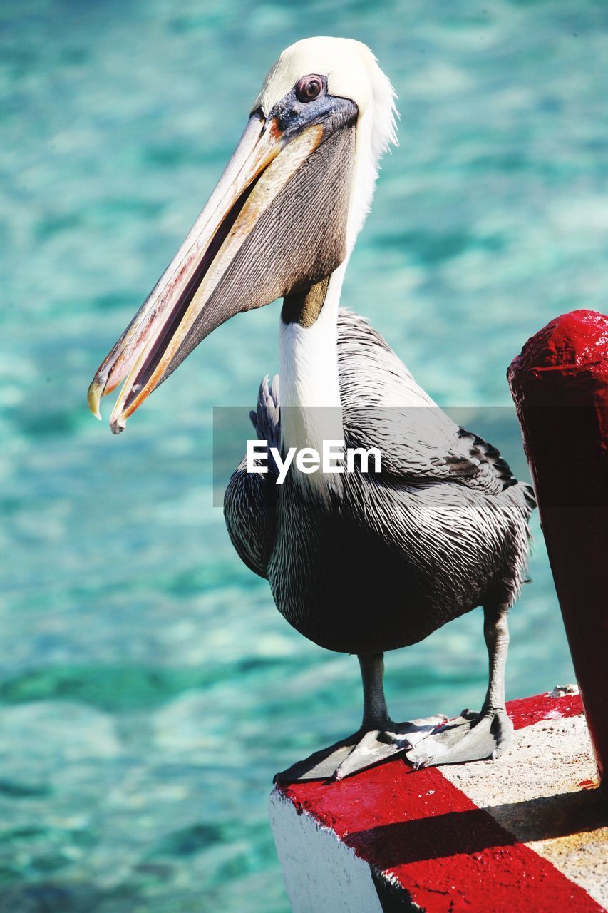 Close-up of bird perching by sea