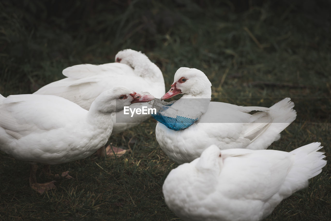 Close-up of birds on grass