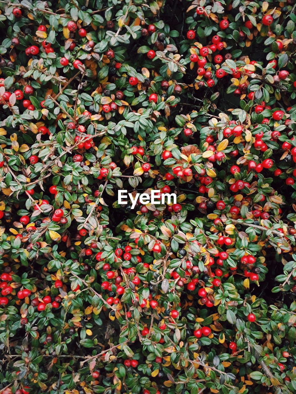 FULL FRAME SHOT OF RED BERRIES