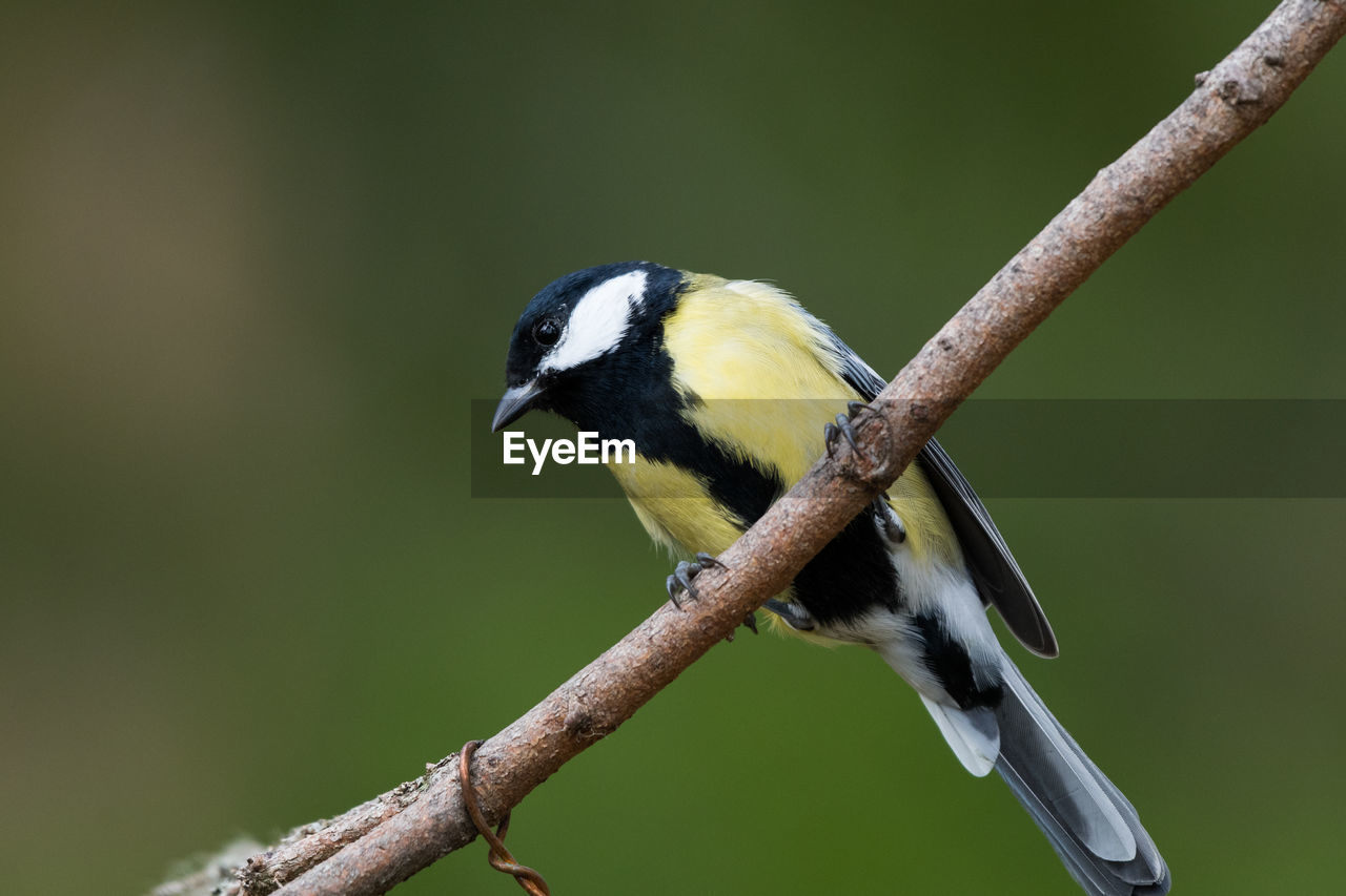 CLOSE-UP OF BIRD PERCHING ON BRANCH OUTDOORS