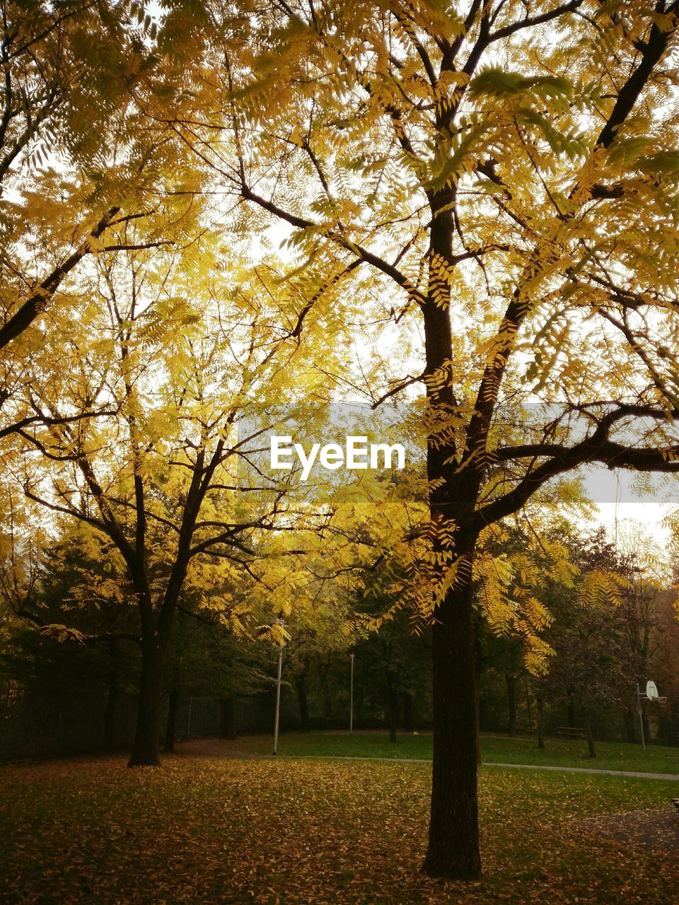 TREES IN PARK DURING AUTUMN AGAINST SKY