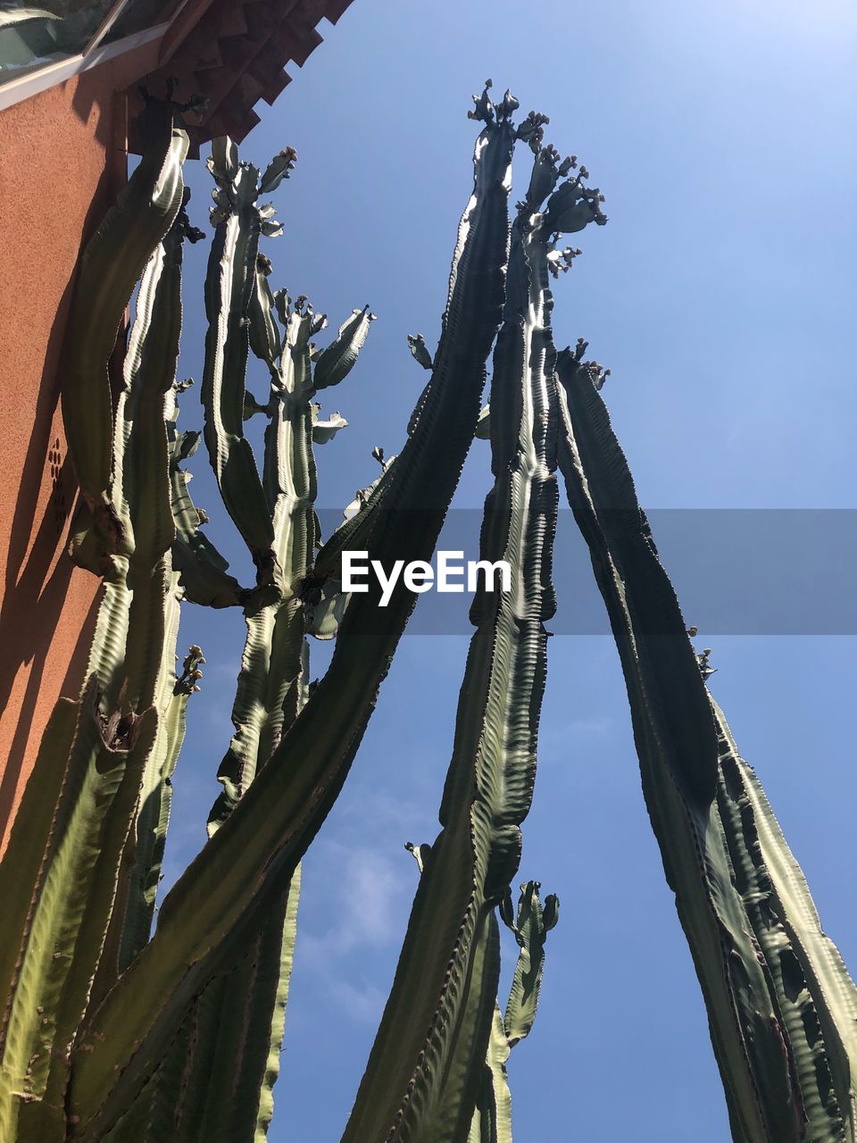 Tall cactus growing in spanish villa garden